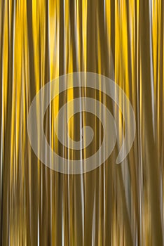 Aspen Tree Abstract motion blur