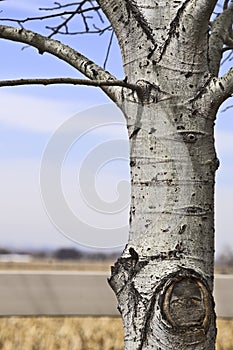 Aspen tree against a rural background