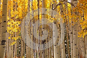 Aspen tree background