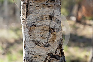 Aspen Tree Bark Close-up