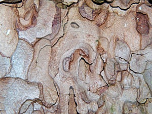 Aspen tree bark