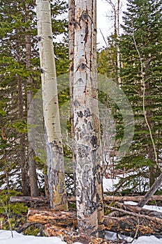 Aspen Tree Bark Close up in Early Spring