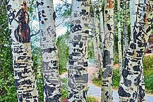 Aspen tree bark details in forest off walking path