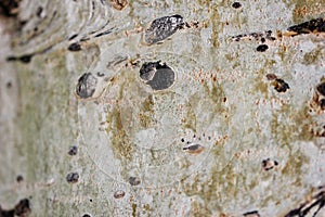 Aspen tree bark macro blur background texture