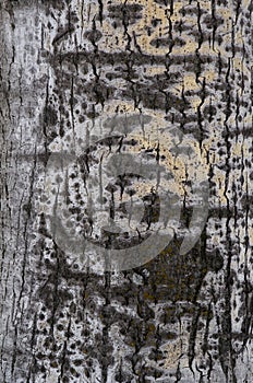 Aspen tree bark texture background