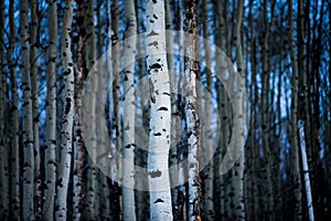 Aspen Tree bark in winter