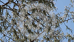 Aspen tree blossom, falling pollen and seeds and blue sky on the background. Branch of aspen and fluff flies in the air