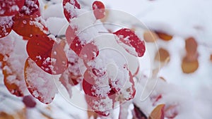 Aspen tree branch with red leaves covered with the first snow. Populus tremula commonly called aspen