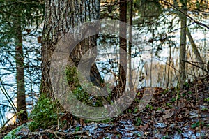 Aspen tree damaged by beaver