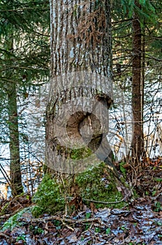 Aspen tree damaged by beaver