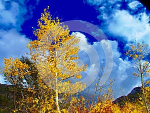 Aspen Tree in Fall Colors