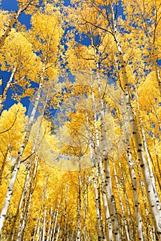 Aspen tree Fall foliage color in Colorado