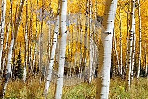 Aspen tree Fall foliage color in Colorado