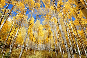 Aspen tree Fall foliage color in Colorado