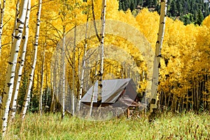 Aspen tree Fall foliage color in Colorado