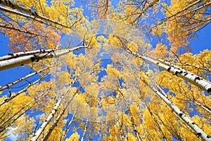 Aspen tree Fall foliage color in Colorado