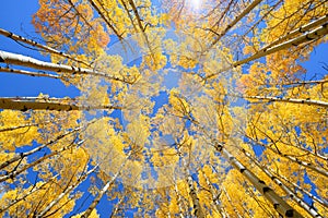 Aspen tree Fall foliage color in Colorado