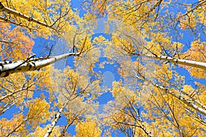 Aspen tree Fall foliage color in Colorado