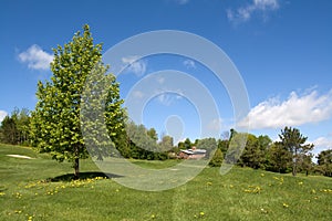 Aspen tree in a field