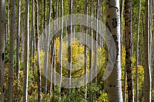 Aspen Tree Forest in Rural Colorado