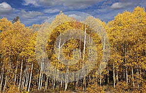 Aspen Tree Forest in Rural Colorado
