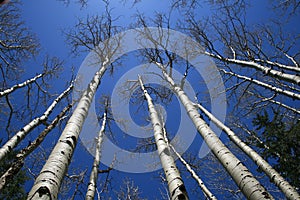 Aspen tree grove photo