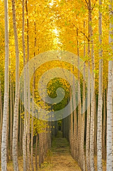 Aspen Tree Grove Yellow Fall Seasonal Autumn Color
