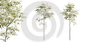 Aspen tree isolated on white background with close-up. 3D render.