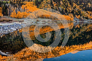 Aspen tree leaves