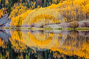 Aspen tree leaves