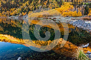 Aspen tree leaves