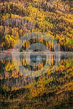 Aspen tree leaves