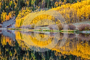 Aspen tree leaves