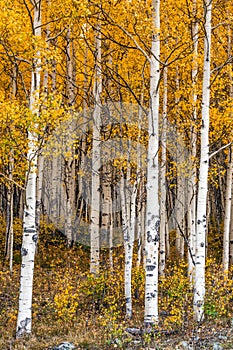 Aspen tree leaves