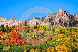 Aspen Tree Leaves Changing Color