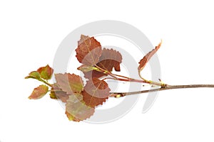 Aspen tree leaves isolated