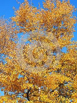 Aspen tree Populus tremula