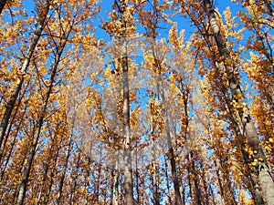 Aspen tree Populus tremula