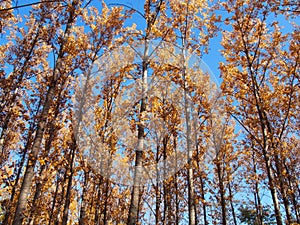 Aspen tree Populus tremula