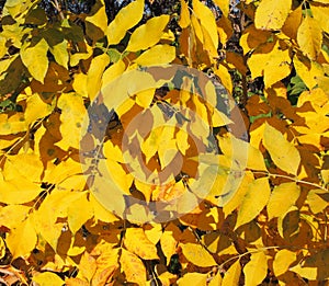 Aspen tree Populus tremula