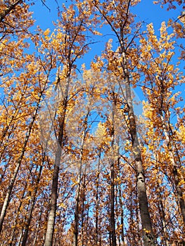 Aspen tree Populus tremula photo