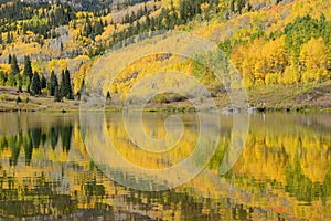 Aspen tree with reflection