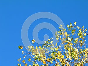 Aspen tree top detail with yellow fall leaves and blue sky