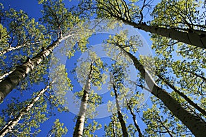 Aspen tree tops