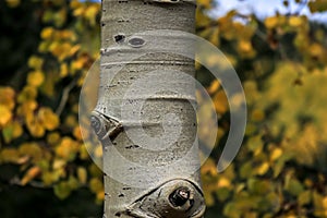 Aspen tree trunk close up