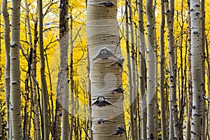 Aspen Tree Trunk Closeup