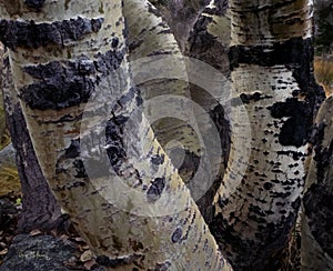 Aspen tree trunk detail