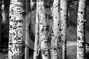 Aspen tree trunks carved graffiti