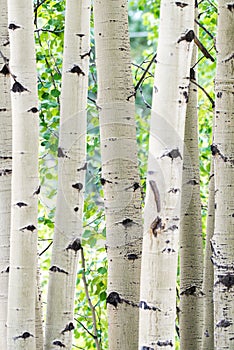 Aspen tree trunks - white bark forest