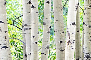 Aspen tree trunks - white bark forest